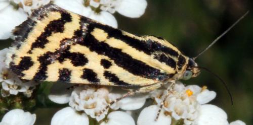 Réf. 326 201 : Acontia trabealis